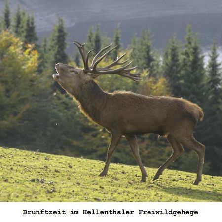 Ferienwohnung Gross A Schleiden Luaran gambar
