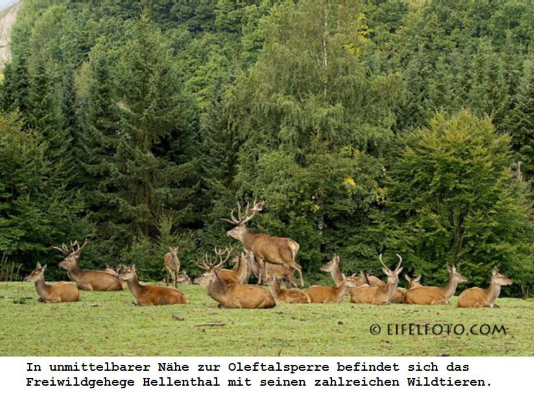 Ferienwohnung Gross A Schleiden Luaran gambar